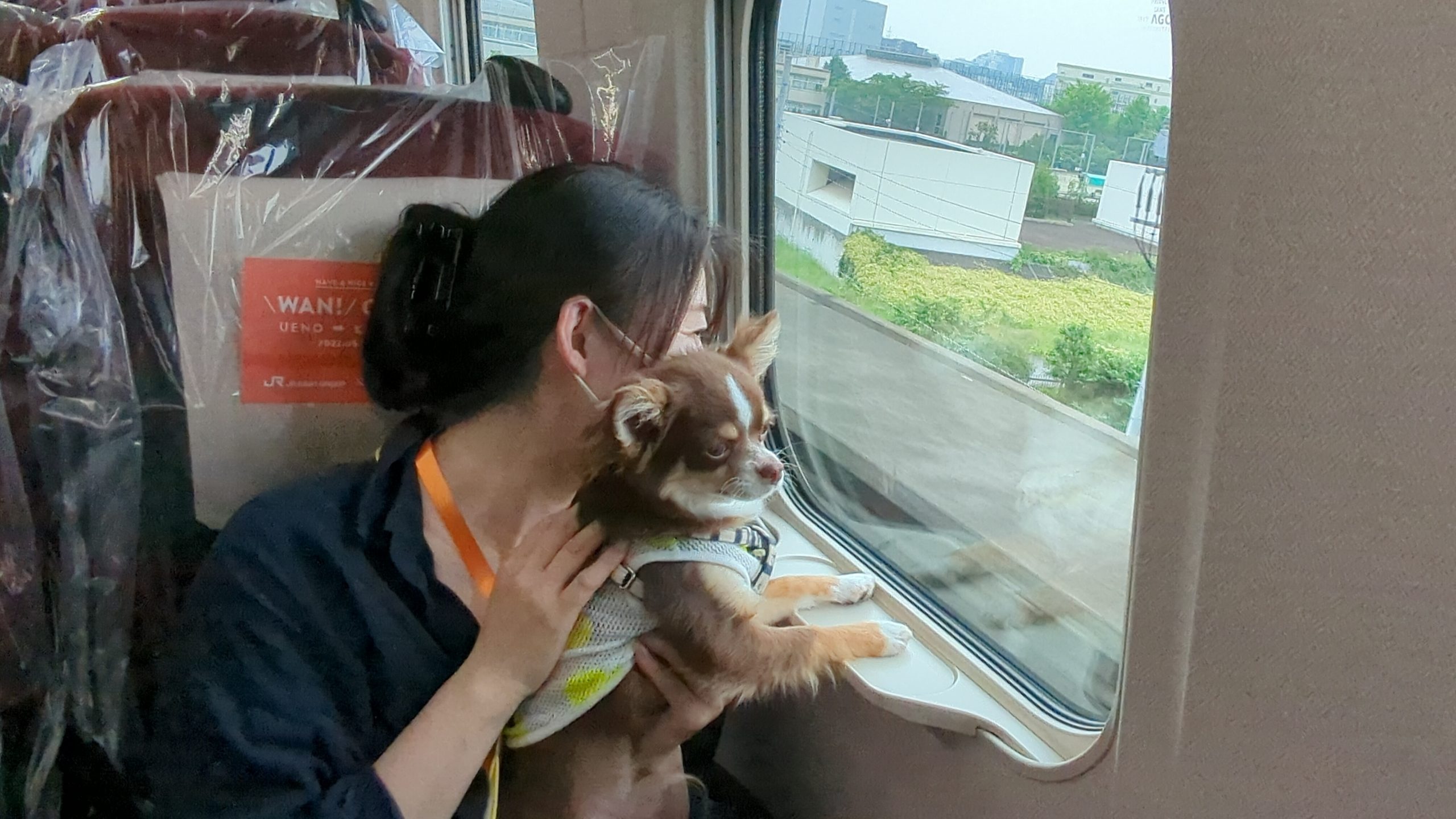 新幹線の窓から外の景色を眺めるチワワ