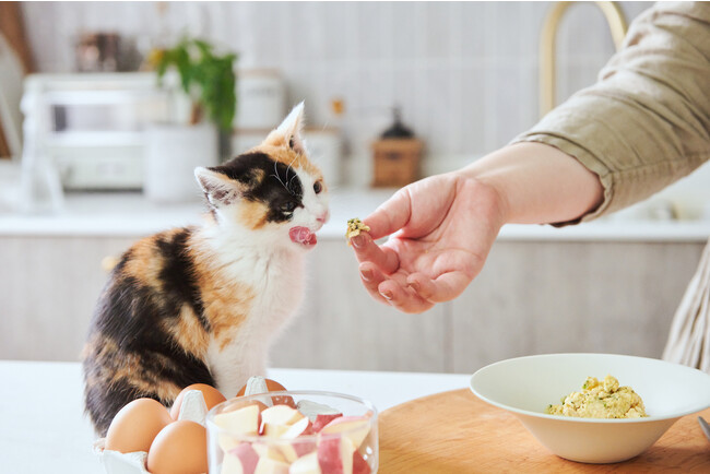 PETOKOTO FOODS for CATSを食べる三毛猫
